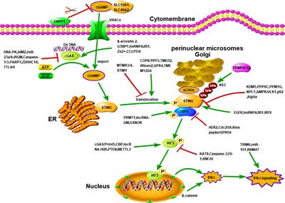 Regulation of cGAS/STING signaling and corresponding immune escape strategies of viruses